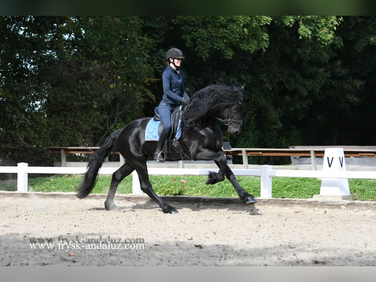 Friesian horses Stallion 3 years 16,2 hh Black in Mijnsheerenland