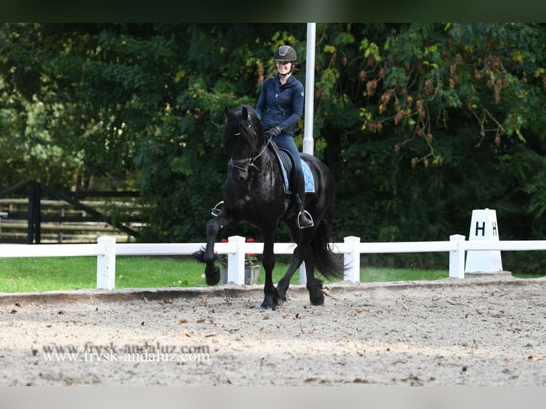 Friesian horses Stallion 3 years 16,2 hh Black in Mijnsheerenland