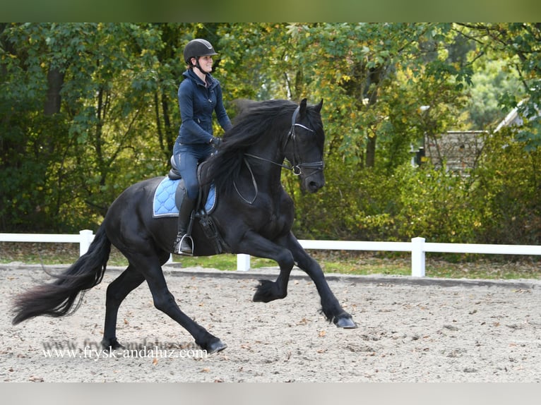Friesian horses Stallion 3 years 16,2 hh Black in Mijnsheerenland