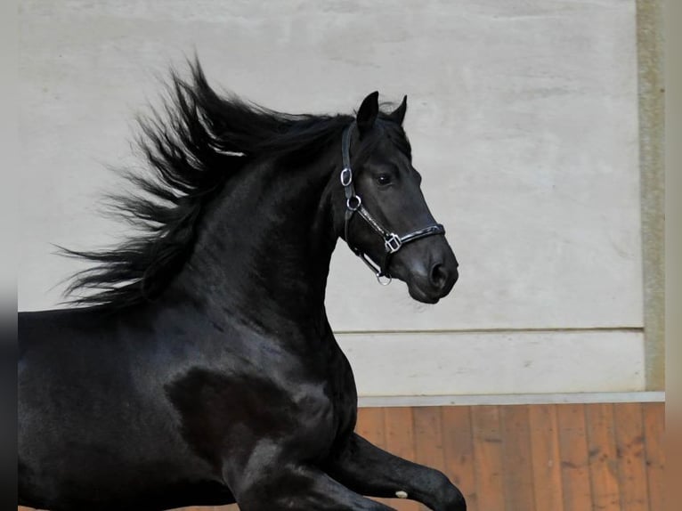Friesian horses Stallion 3 years 16,2 hh Black in Mijnsheerenland