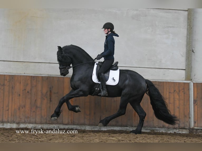 Friesian horses Stallion 3 years 16,2 hh Black in Mijnsheerenland