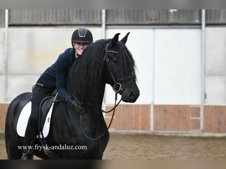Friesian horses Stallion 3 years 16,2 hh Black in Mijnsheerenland