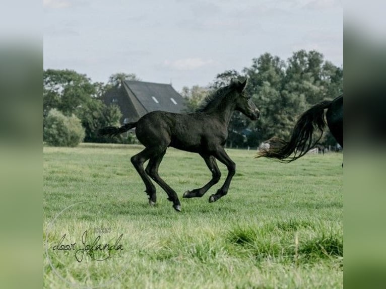 Friesian horses Stallion 3 years in Tzummarum
