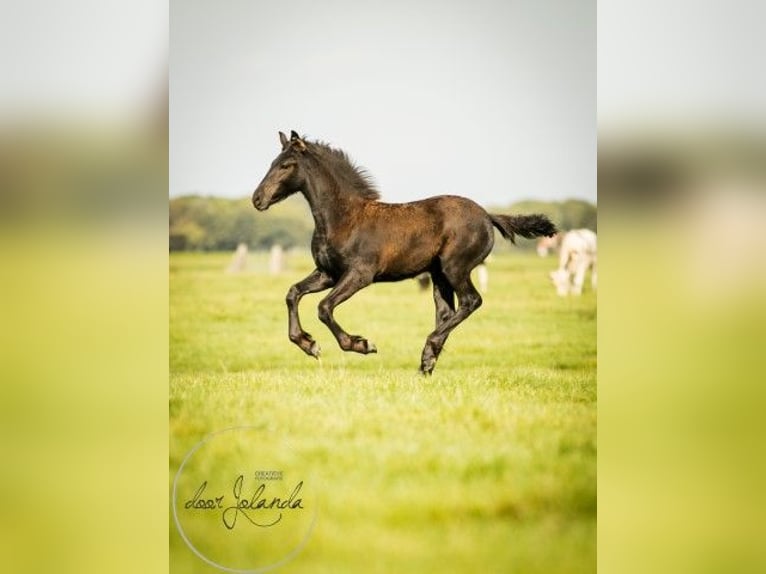 Friesian horses Stallion 3 years in Tzummarum
