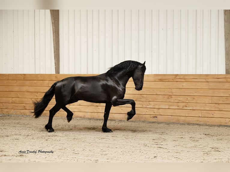 Friesian horses Stallion 3 years Black in Den Ham