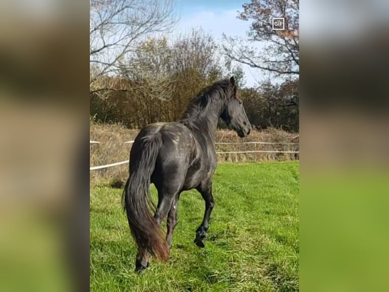 Friesian horses Stallion 3 years Black in Thevet Saint Julien