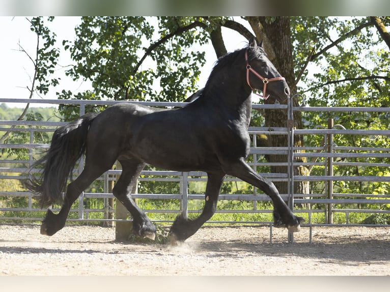 Friesian horses Stallion 3 years Black in Schöllnach