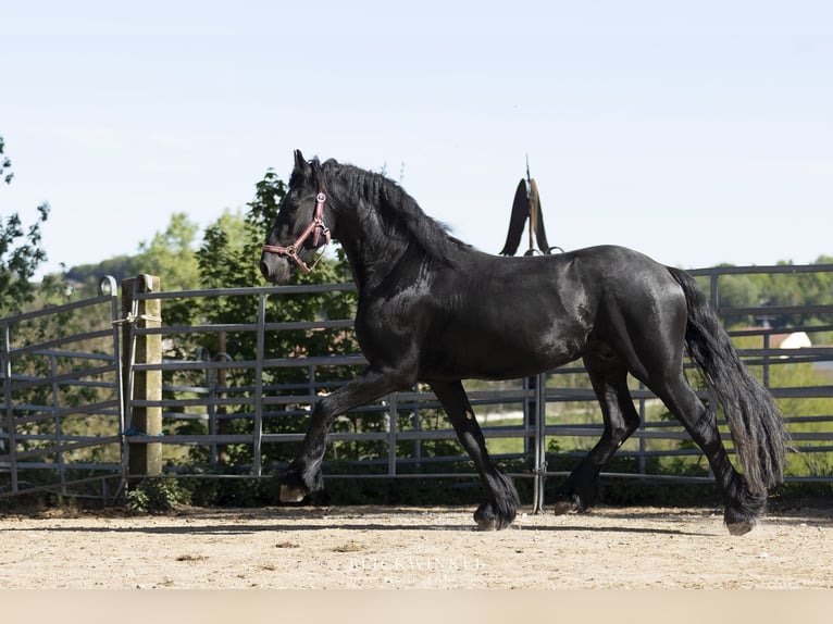 Friesian horses Stallion 3 years Black in Schöllnach