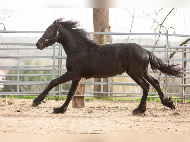 Friesian horses Stallion 3 years Black in Schöllnach