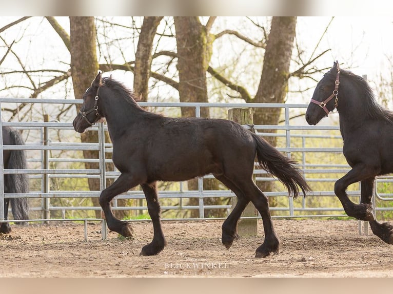 Friesian horses Stallion 3 years Black in Schöllnach