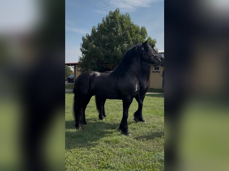 Friesian horses Stallion 3 years  in München