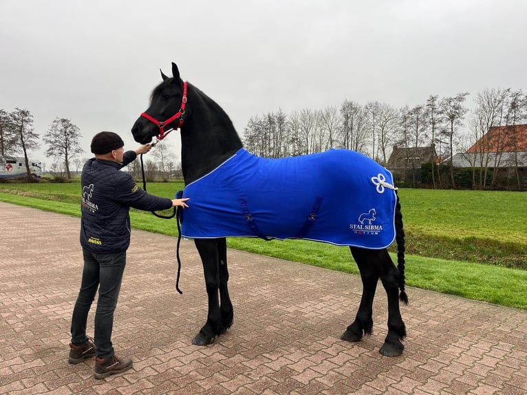 Friesian horses Stallion 3 years  in Frankfurt am Main