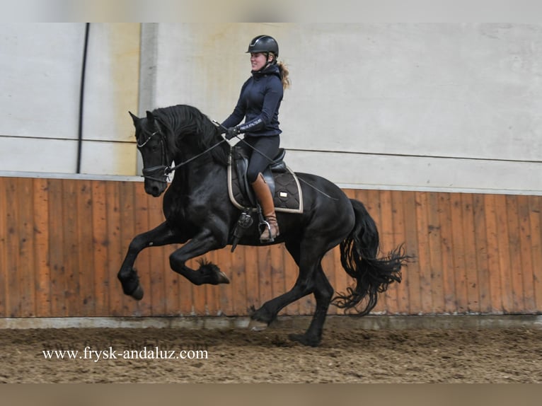 Friesian horses Stallion 4 years 15,2 hh Black in Mijnsheerenland
