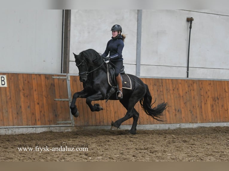 Friesian horses Stallion 4 years 15,2 hh Black in Mijnsheerenland