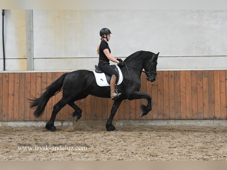 Friesian horses Stallion 4 years 15,3 hh Black in Mijnsheerenland