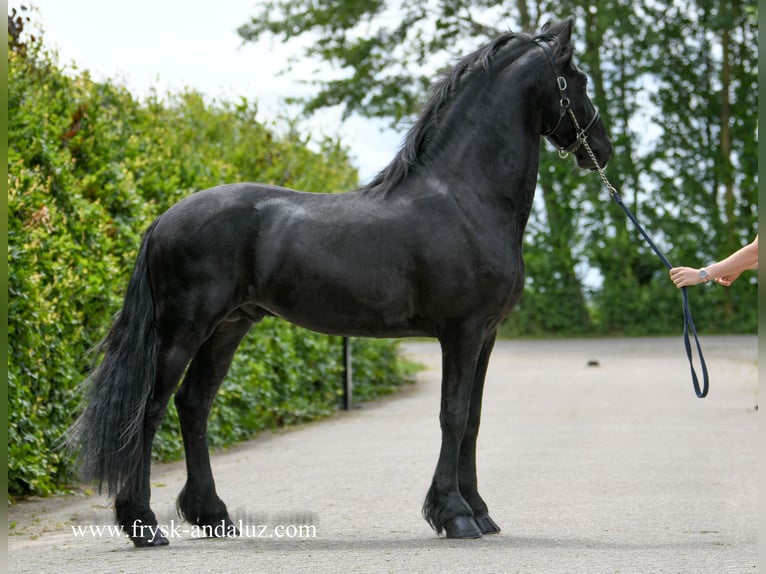 Friesian horses Stallion 4 years 15,3 hh Black in Mijnsheerenland