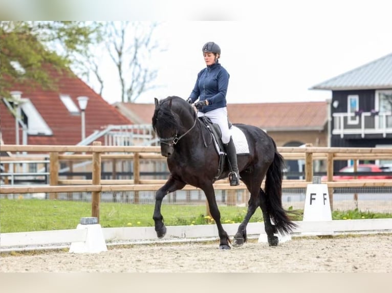 Friesian horses Stallion 4 years 16.1 hh Black in Fritz-Reuter-Straße