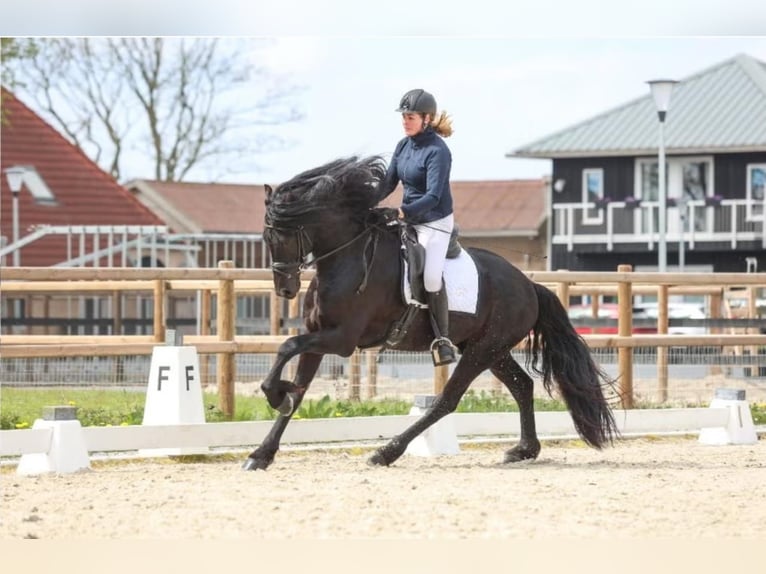 Friesian horses Stallion 4 years 16.1 hh Black in Fritz-Reuter-Straße
