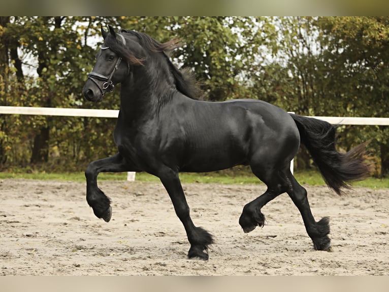 Friesian horses Stallion 4 years 16,1 hh Black in Britswert