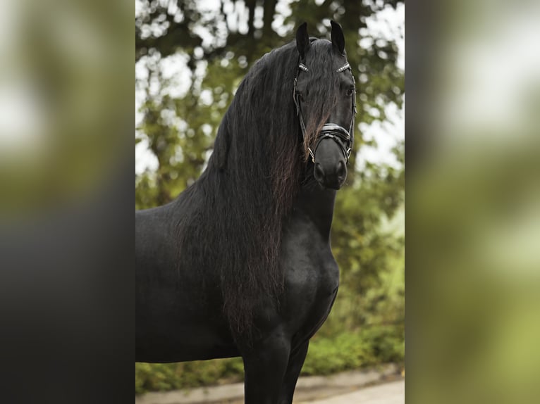 Friesian horses Stallion 4 years 16,1 hh Black in Britswert