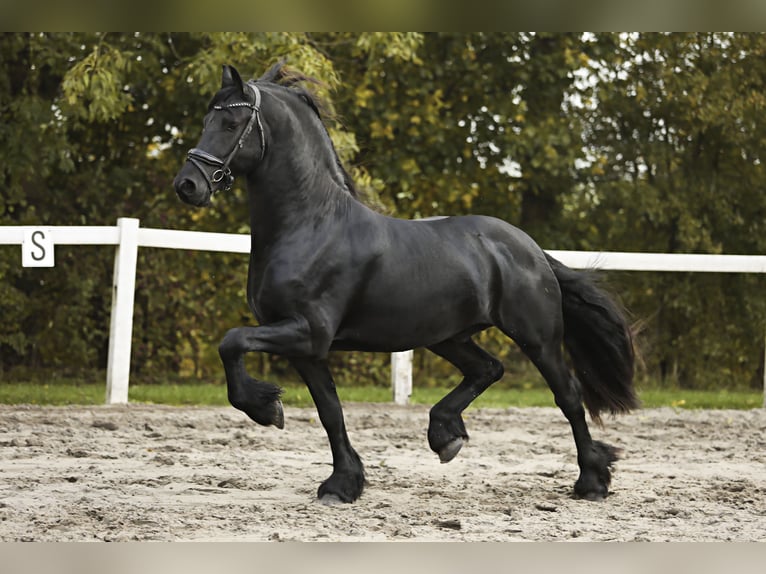 Friesian horses Stallion 4 years 16,1 hh Black in Britswert