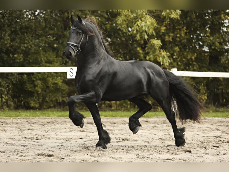 Friesian horses Stallion 4 years 16,1 hh Black in Britswert