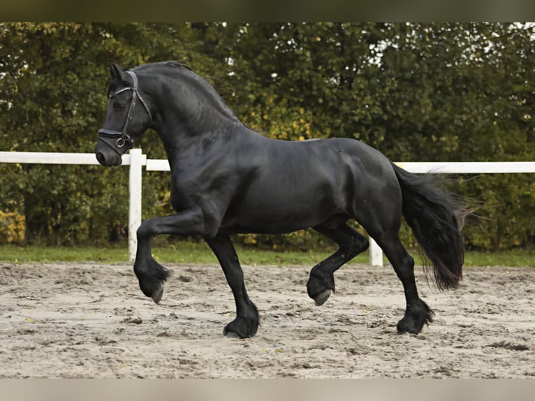 Friesian horses Stallion 4 years 16,1 hh Black in Britswert