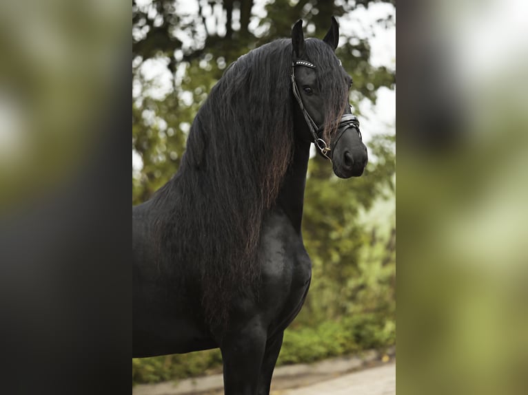 Friesian horses Stallion 4 years 16,1 hh Black in Britswert