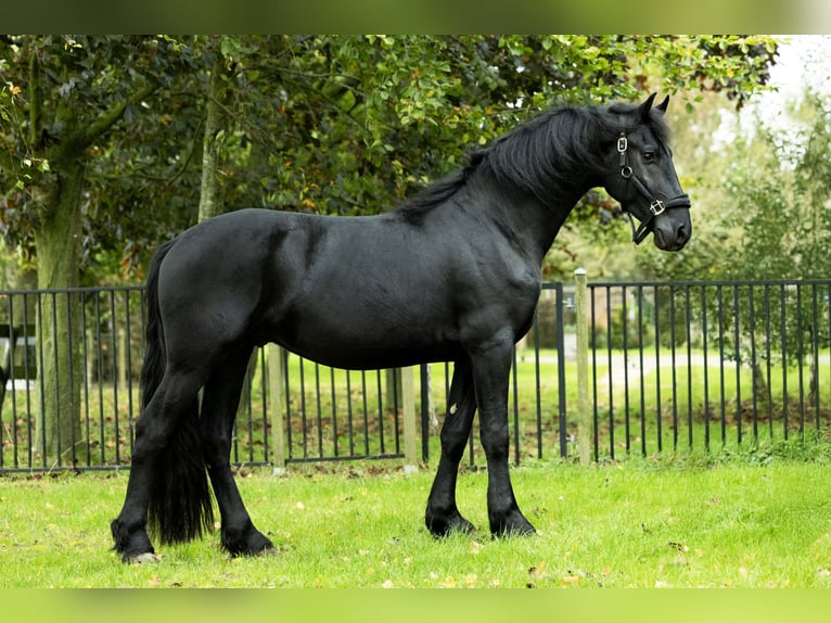 Friesian horses Stallion 4 years 16,1 hh Black in Spijk