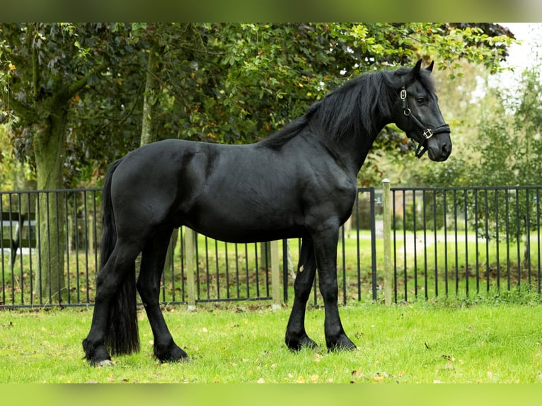 Friesian horses Stallion 4 years 16,1 hh Black in Spijk