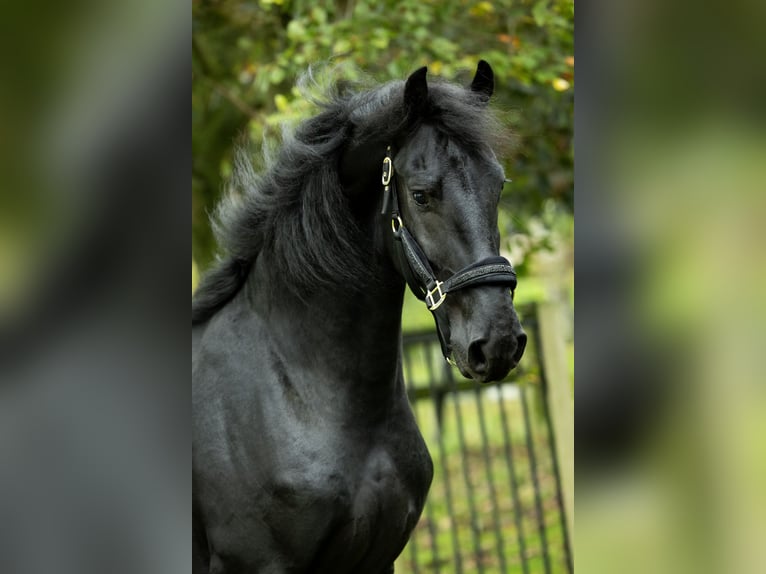 Friesian horses Stallion 4 years 16,1 hh Black in Spijk