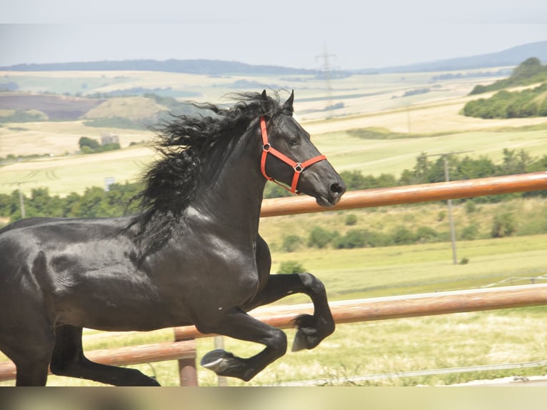 Friesian horses Stallion 4 years 16,1 hh Black in Ochtendung