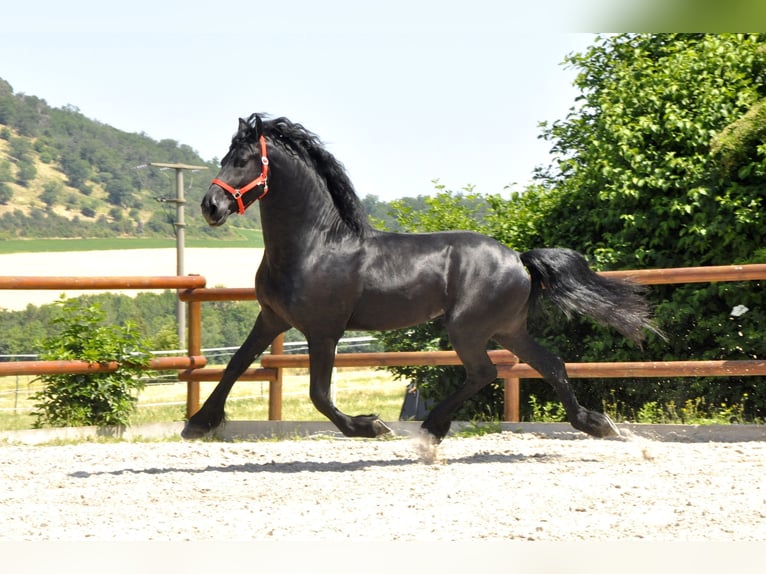 Friesian horses Stallion 4 years 16,1 hh Black in Ochtendung