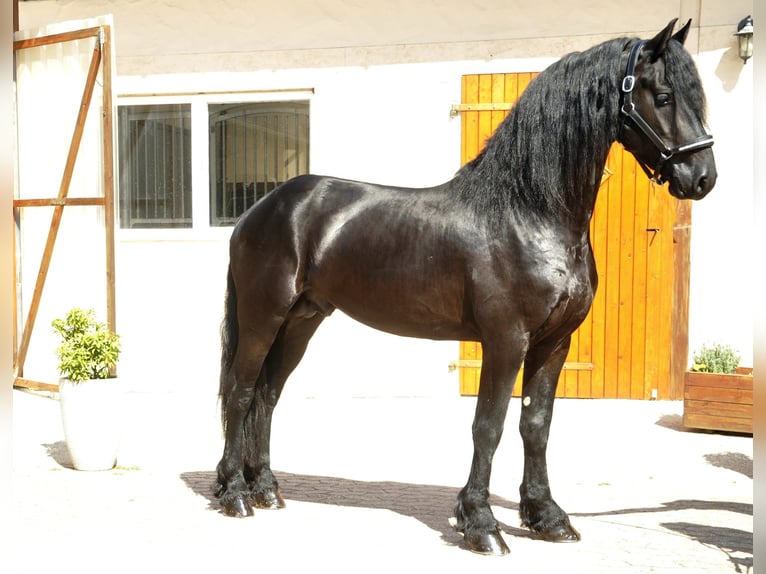 Friesian horses Stallion 4 years 16.1 hh Black in Ochtendung