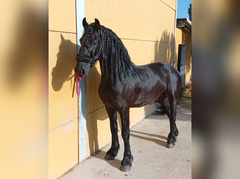 Friesian horses Stallion 4 years 16.1 hh Black in Madrid