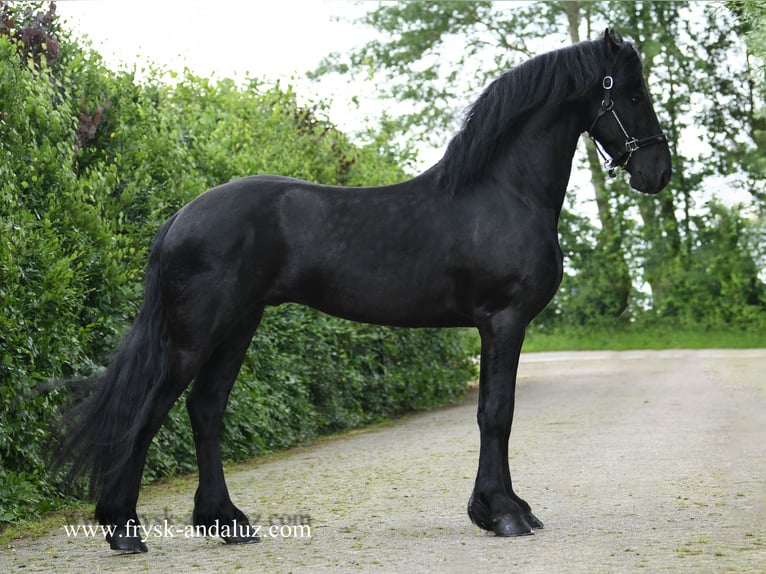 Friesian horses Stallion 4 years 16,1 hh Black in Mijnsheerenland