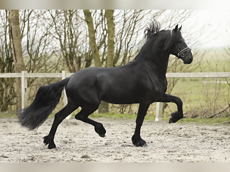 Friesian horses Stallion 4 years 16,2 hh Black in Britswert