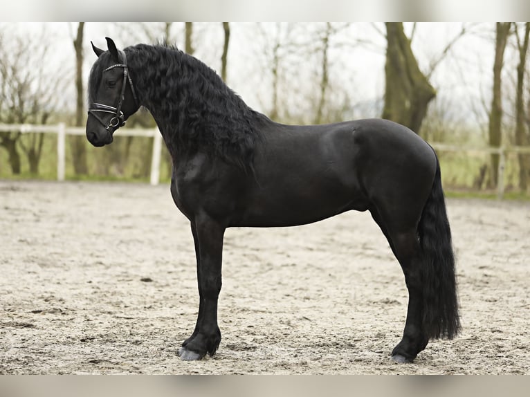 Friesian horses Stallion 4 years 16,2 hh Black in Britswert