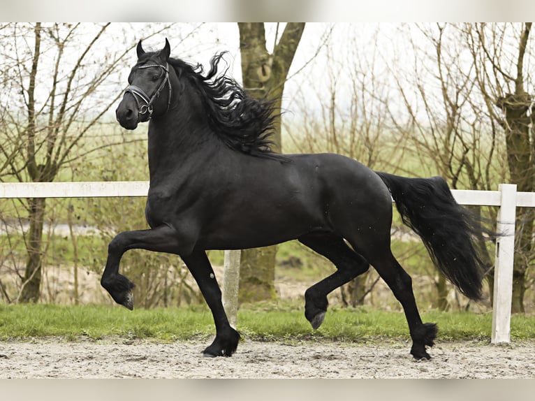 Friesian horses Stallion 4 years 16,2 hh Black in Britswert