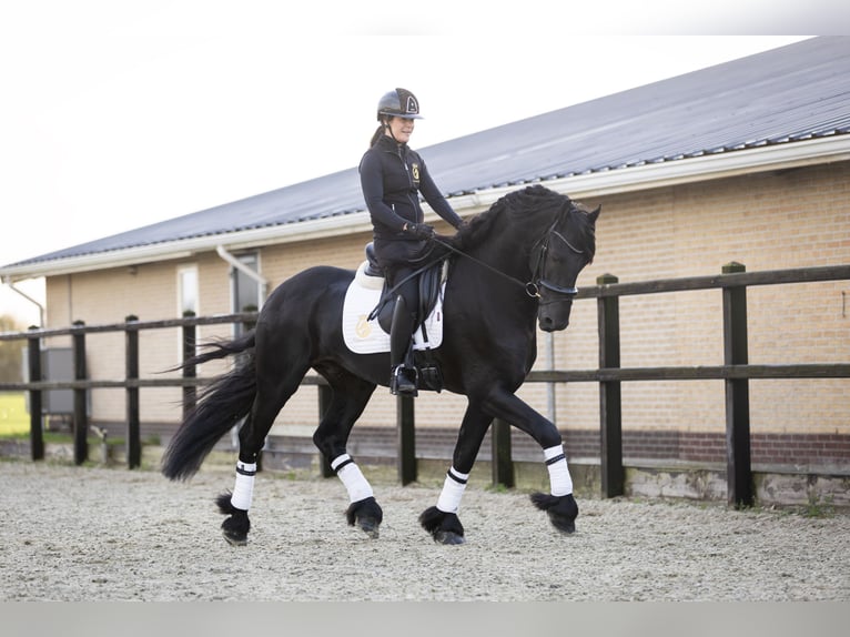 Friesian horses Stallion 4 years 16,2 hh Black in Harlingen