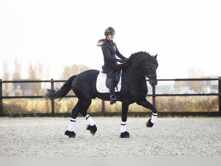 Friesian horses Stallion 4 years 16,2 hh Black in Harlingen