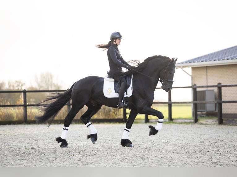 Friesian horses Stallion 4 years 16,2 hh Black in Harlingen