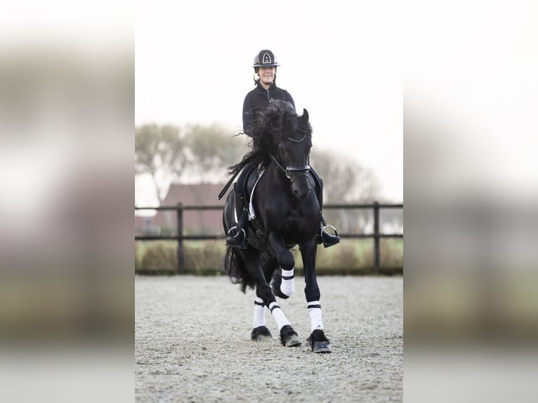 Friesian horses Stallion 4 years 16,2 hh Black in Harlingen