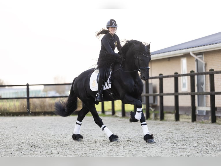 Friesian horses Stallion 4 years 16,2 hh Black in Harlingen