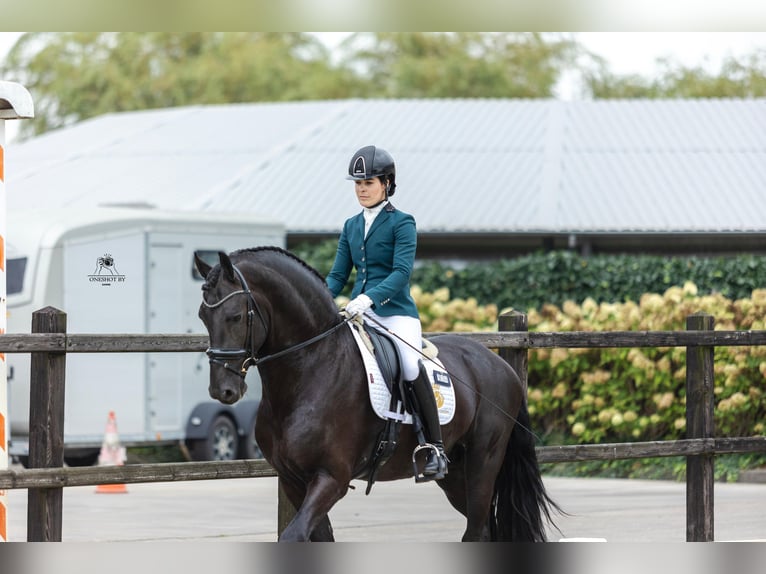 Friesian horses Stallion 4 years 16,2 hh Black in Harlingen