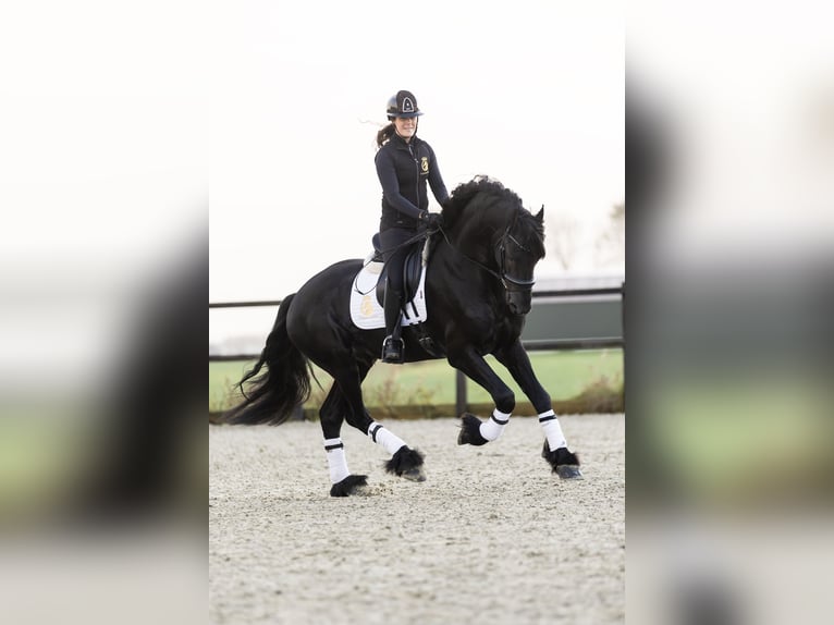 Friesian horses Stallion 4 years 16,2 hh Black in Harlingen