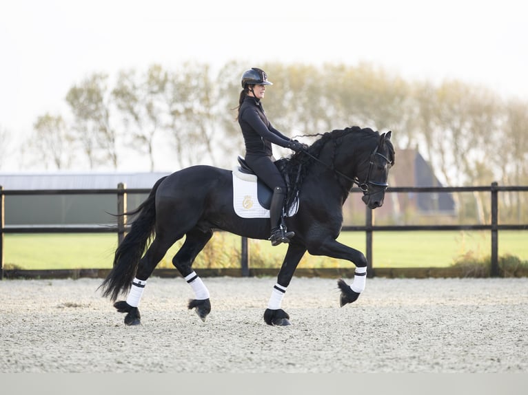 Friesian horses Stallion 4 years 16,2 hh Black in Harlingen