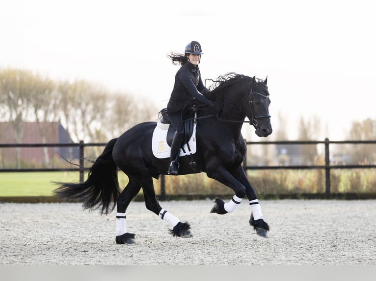 Friesian horses Stallion 4 years 16,2 hh Black in Harlingen