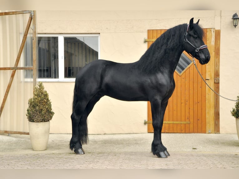 Friesian horses Stallion 4 years 16,2 hh Black in Ochtendung