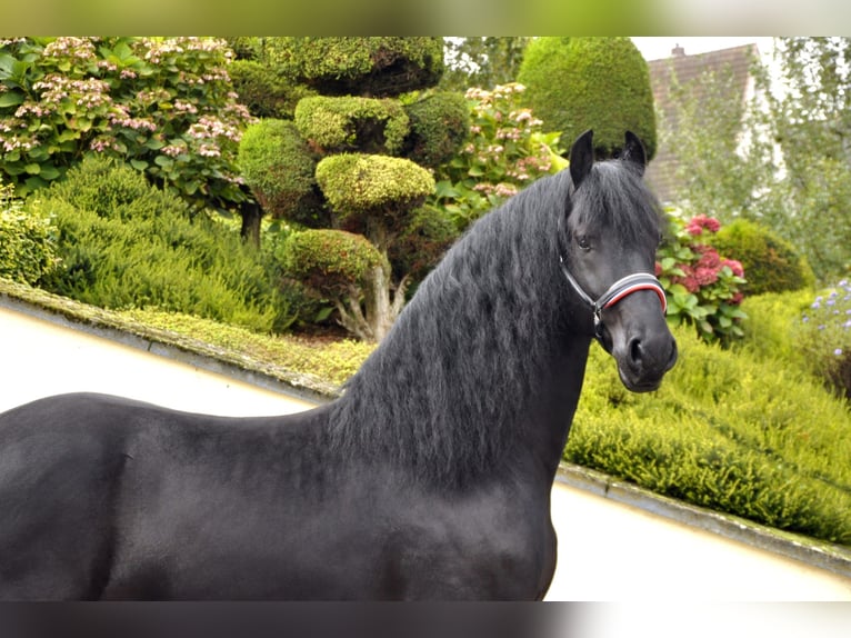 Friesian horses Stallion 4 years 16,2 hh Black in Ochtendung